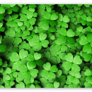 four leaft clovers